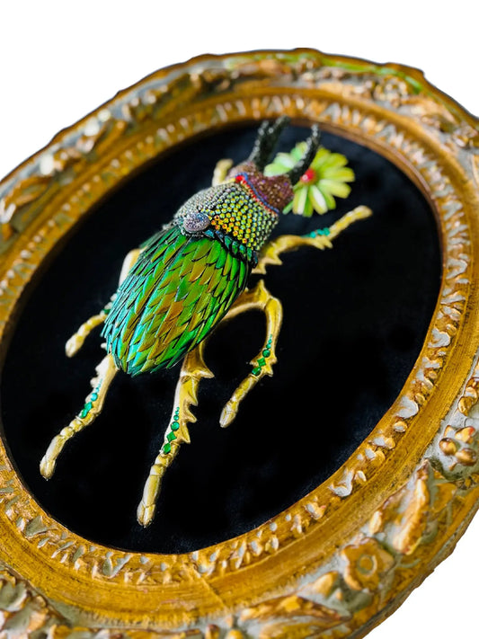 Framed Beetlewing Beetle