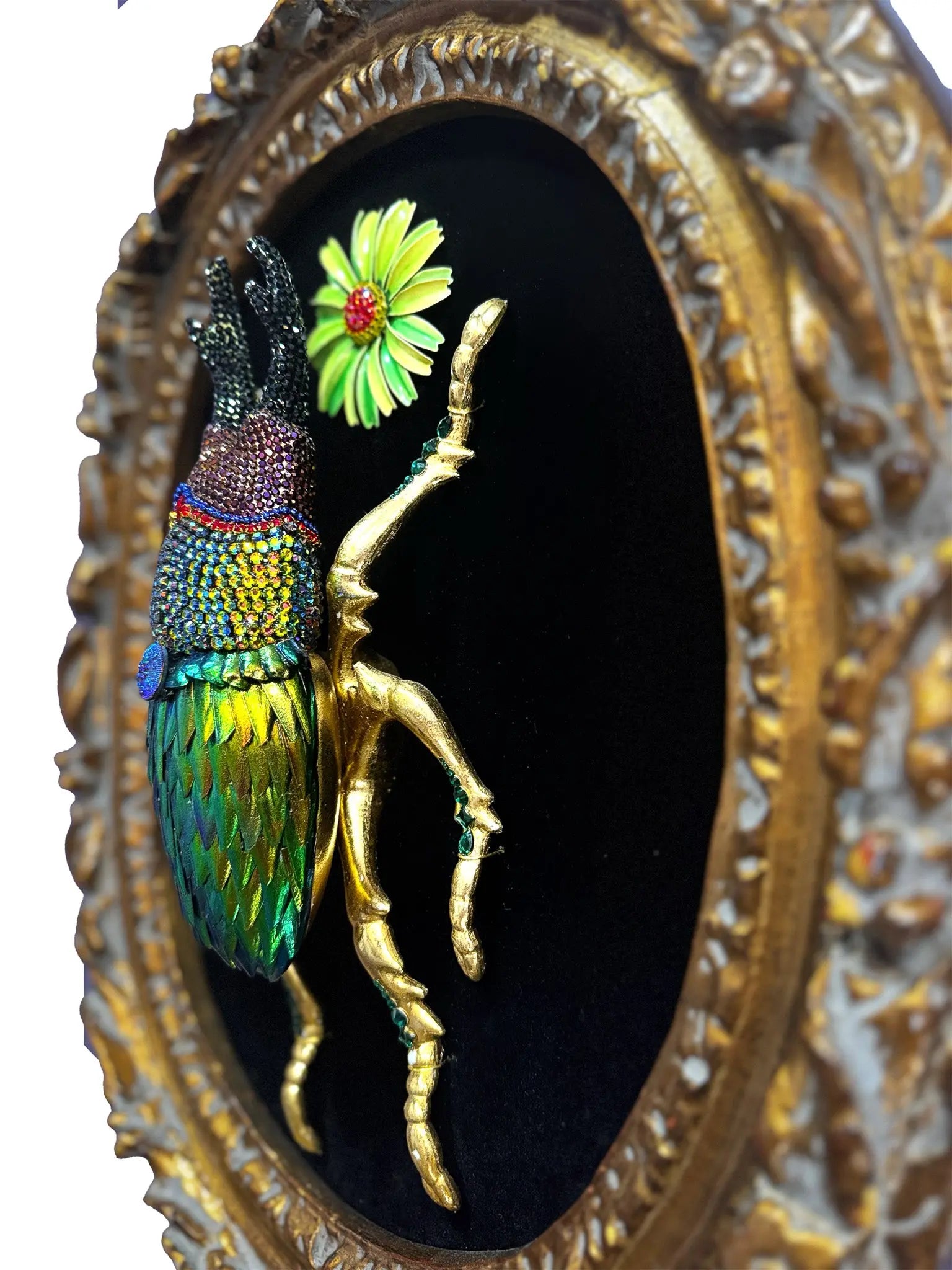 Framed Beetlewing Beetle