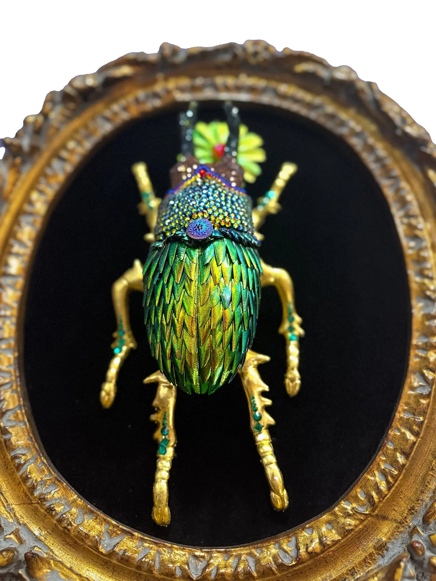 Framed Beetlewing Beetle