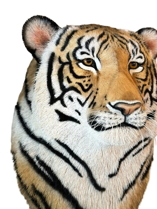 Tiger Head