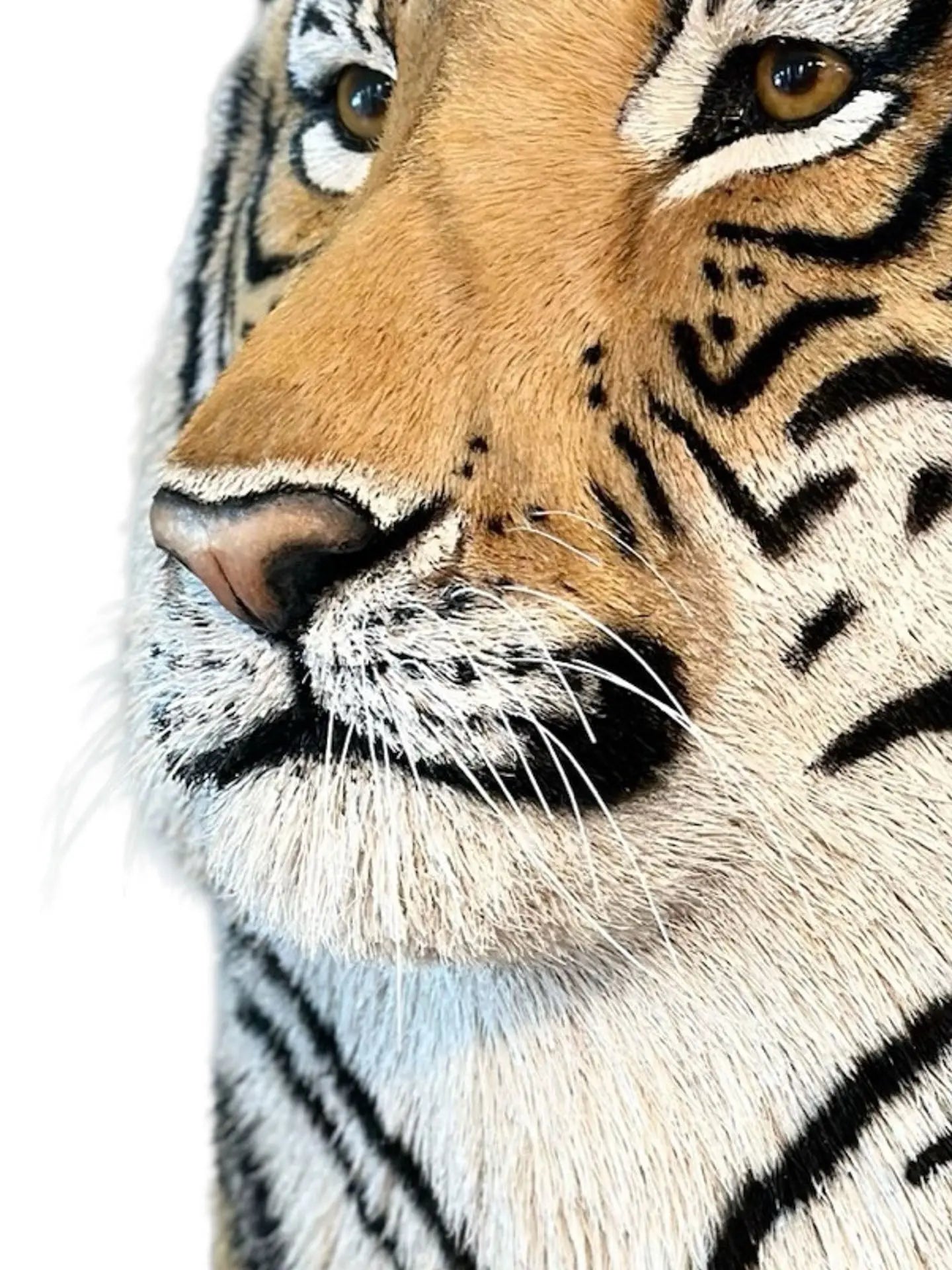 Tiger Head