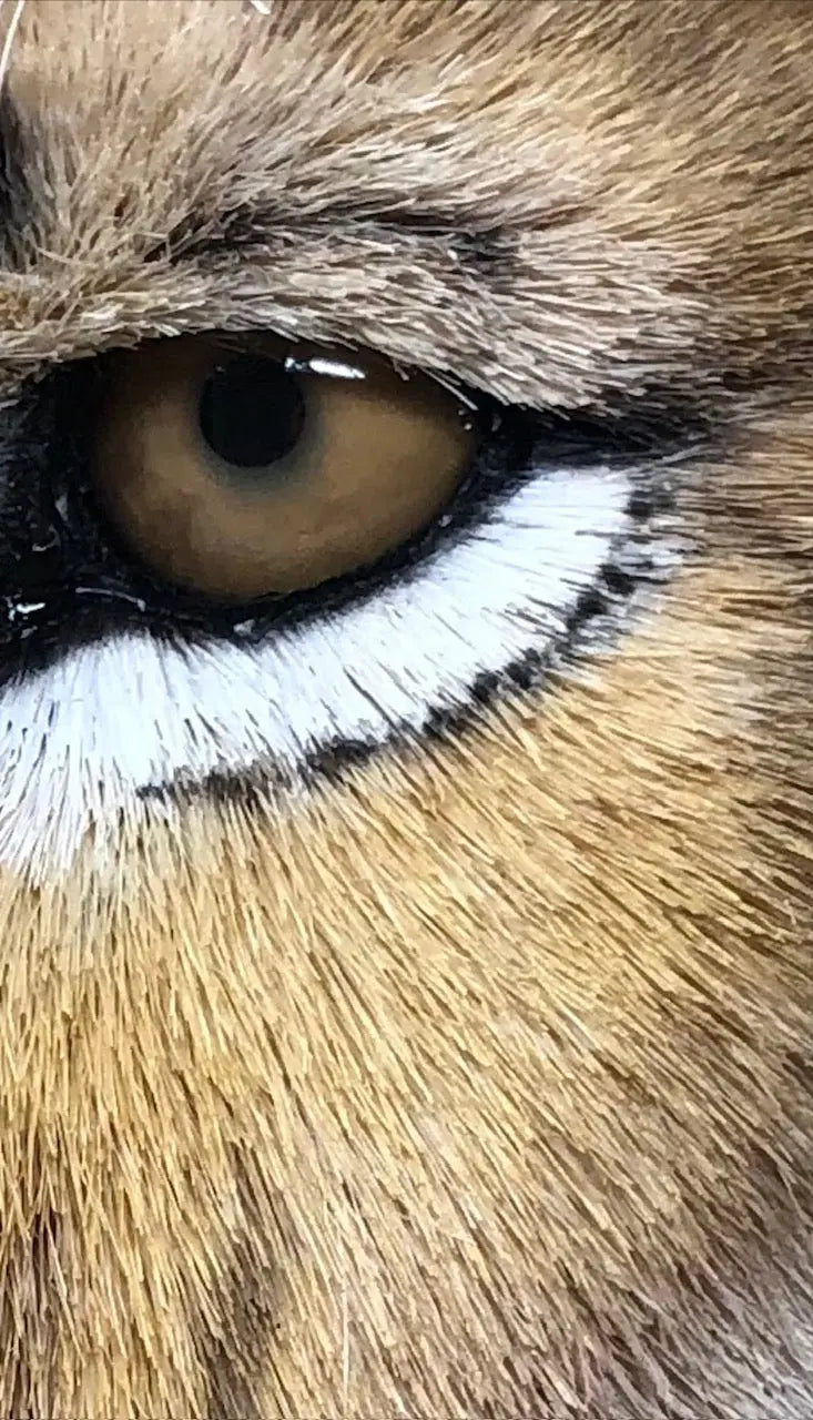 Tiger Head