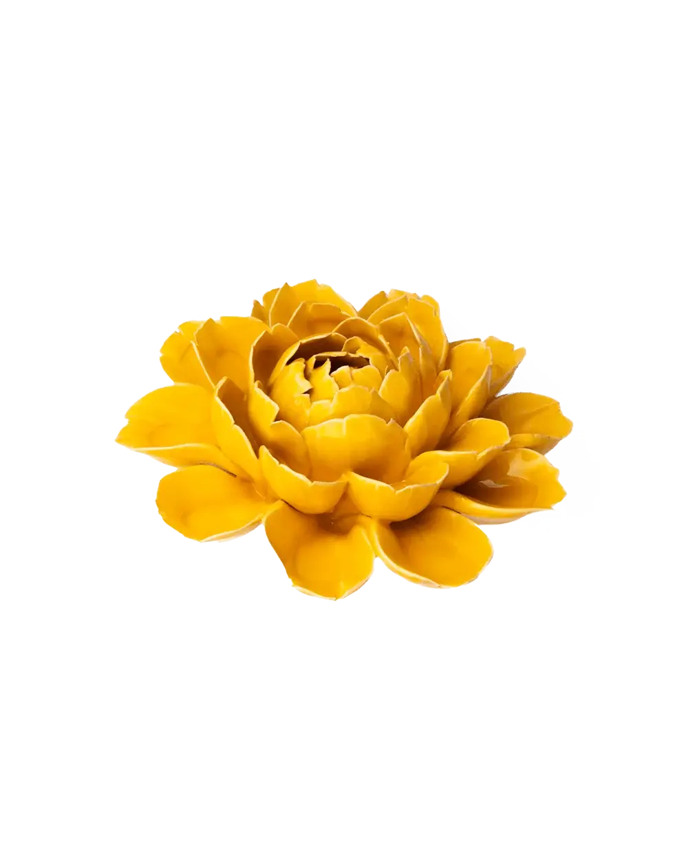 Burnt Yellow Empire Cabbage Flower