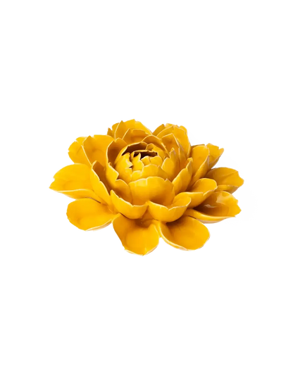 Burnt Yellow Empire Cabbage Flower