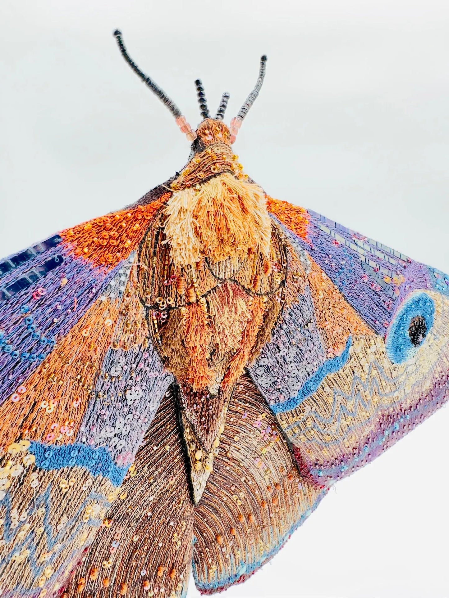 Giant Silk Moth